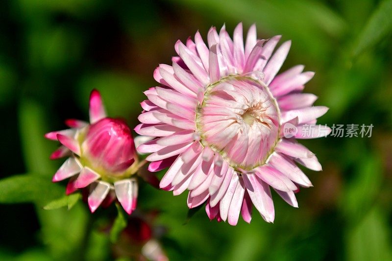 Strawflower /蜡菊